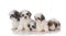 litter of five shih tzu puppies