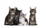 Litter of four Maine Coon kittens on white background
