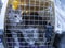 A litter of kittens inside a large cat carrier in a vehicle being transported to the vet for a check up