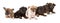 Litter of mixed breed puppies