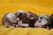 Litter of newborn adorable Australian Shepherd puppies on yellow soft blanket. Bokeh from warm garland in background. Aussie three