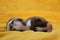 Litter of newborn adorable Australian Shepherd puppies on yellow soft blanket. Bokeh from warm garland in background. Aussie two