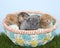 Litter of newborn kittens two weeks old in a basket