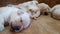 A litter of one week old blond Labrador puppies sleeps swetly