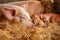litter of piglets snuggling in the straw, with their mother nearby