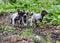 Litter of puppies playing