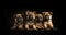 Litter Puppies in studio, portrait of cute puppy litter in a row on dark background, pets,dogs concept, adorable dog