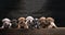 Litter Puppies in studio, portrait of cute puppy litter in a row on dark background, pets,dogs concept, adorable dog