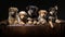 Litter Puppies in studio, portrait of cute puppy litter in a row on dark background, pets,dogs concept, adorable dog
