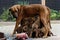 A litter of Rhodesian Ridgeback puppies is drinking milk at their mom