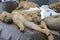 Litter of Rhodesian Ridgeback puppies sleeping