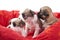 Litter of small chihuahua puppies in a red pet bed