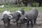 A litter of three young piglets.