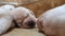 A litter of two week old blond Labrador puppies sleeps sweetly