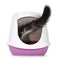 Litterbox with cat on white background