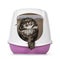 Litterbox with cat on white background