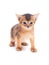 Little abyssinian kitten looks