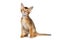 Little Abyssinian Kitty Sitting and Curious Looks Isolated White Background