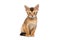 Little Abyssinian Kitty Sitting on Isolated White Background