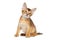 Little Abyssinian Kitty Sitting on Isolated White Background