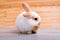 Little adorable bunny rabbit clean its foot and stay on gray table with brown wood pattern as background