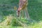 Little adorable fawn smelling green grass in summer meadow outdoors