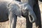 Little African baby elephant walking along the Savannah