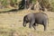 Little African elephant