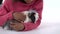 Little african girl is stroking fluffy Sheltie guinea pig at white background. Close up. Slow motion