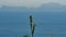 Little Agave branch with Capri Island on background panorama