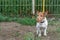 Little aggressive dog in a muzzle. Jack Russell Terrier at the fence and against the background of green grass