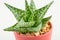 Little aloevera