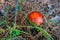 Little amanita growing in a pine forest