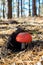 little amanita growing in a pine forest