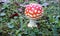 Little Amanita Muscaria Mushroom