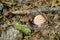 Little Amanita Muscaria, poisonous mushroom