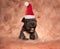 Little american bully puppy wearing santa hat is barking