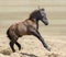 Little American miniature bay foal playful in sand.