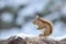 Little American Red Squirrel in Winter
