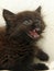 Little angry hissing black kitten