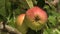 Little ant walking on a ripe apple