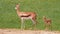 Little antelopes or gazelle with striped markings grazing looking for food