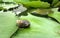 Little Apple Snail on green water lily leaf under bright sun light in the bpond