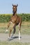 Little arabian filly playing in the field