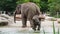 Little Asian or Asiatic elephant, Elephas maximus is the only living species of the genus Elephas