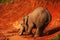 A little Asian Elephant feeding on salt lick