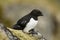 Little Auk, Kleine Alk, Alle alle