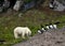 Little Auks and polar bear