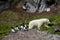 Little Auks and polar bear