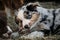 Little Australian Shepherd puppies have fun outside in countryside. Shepherd kennel. Aussie blue merle is lying in the hay and